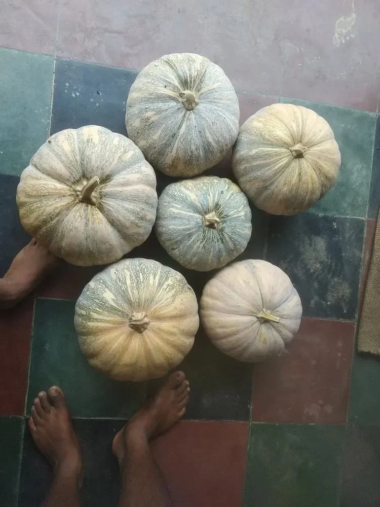 C Grade Tamil Nadu Pumpkin
