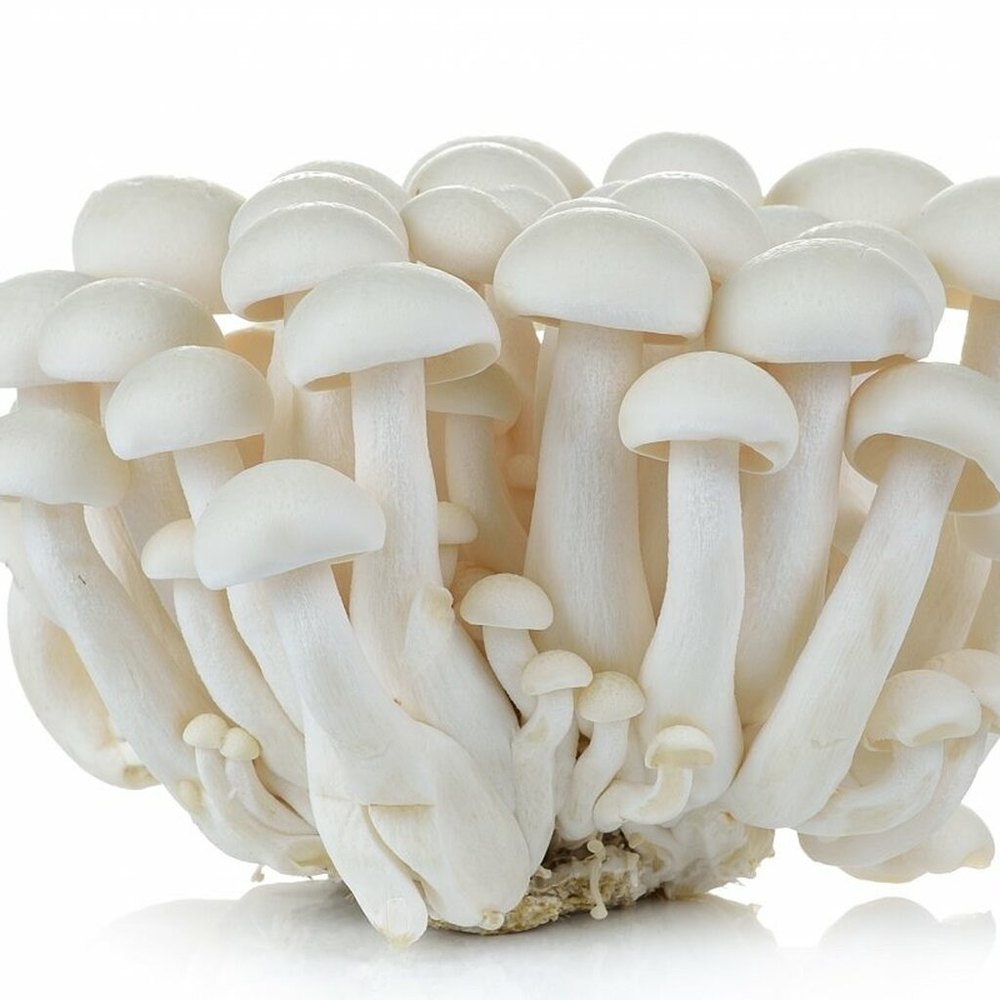Natural White Milky Mushroom Spawn, Packaging Type: Loose