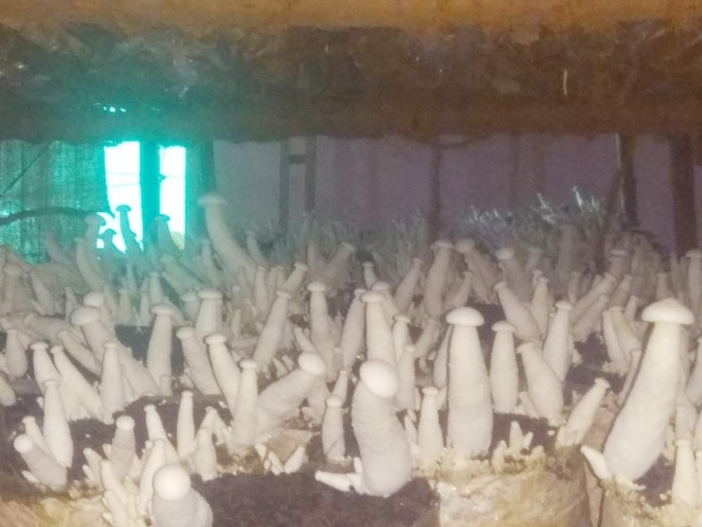 Milky Mushrooms, Packaging Type: Carton