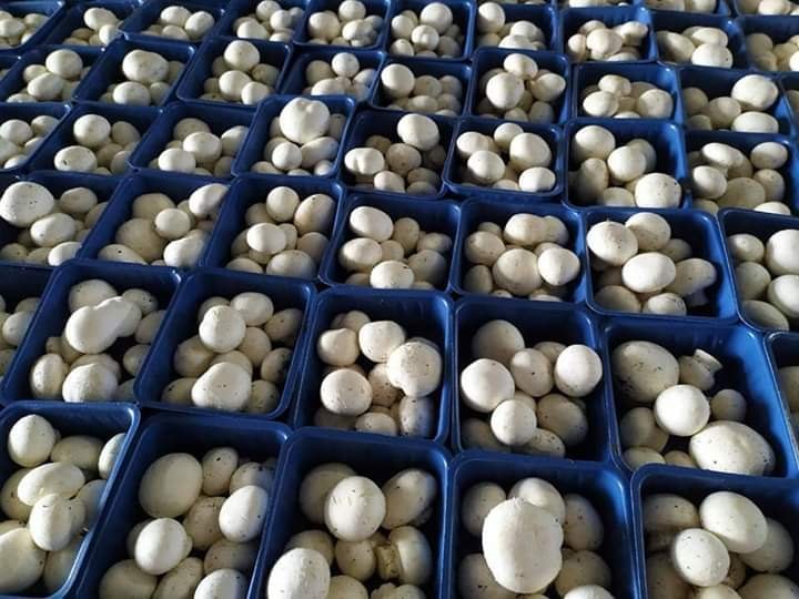 Pan India fresh White Mushroom, Packaging Size: 200g, 500g, Packaging Type: Packet