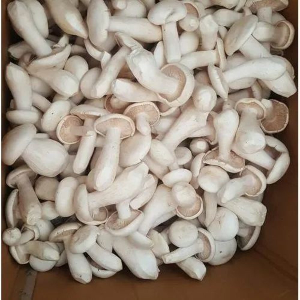 White Oyster Mushroom, 90g in 1kg, Packaging Type: Loose