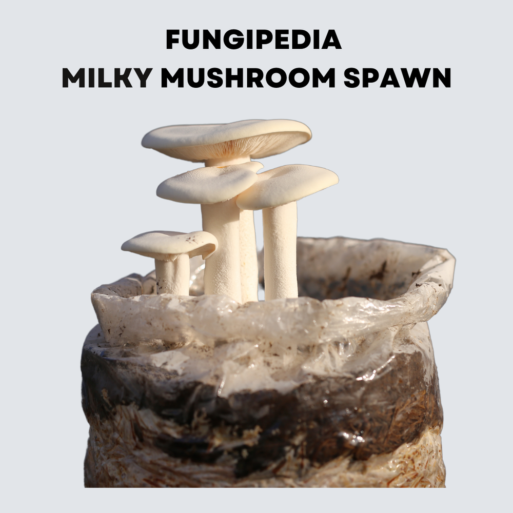 Natural White Fungipedia Milky Mushroom Spawn