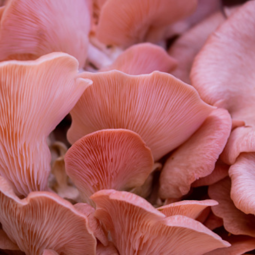 Pan India The Fresh and Flavorful Pink Oyster Mushrooms, Packaging Type: Ice Box, Packaging Size: 5 Kg