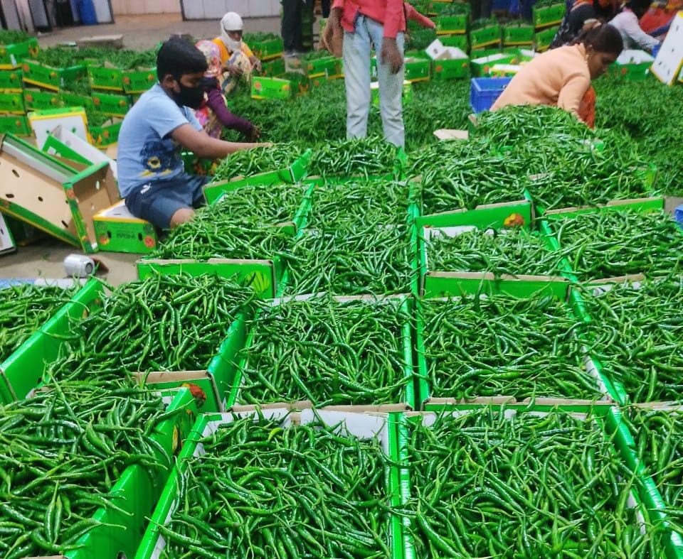A Grade Export Quality G4 Green Chilli, Maharashtra, Packaging Size: 3.8kg