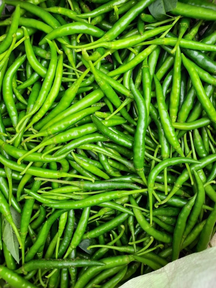 G4 A Grade Fresh Green Chilli, For Cooking, Maharashtra