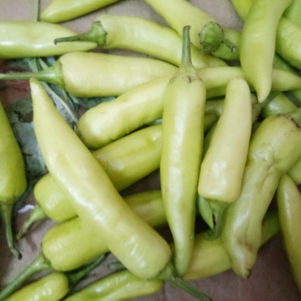 Kodai Fresh A Grade Green Bajji Chilli, Carton, 5 Kg