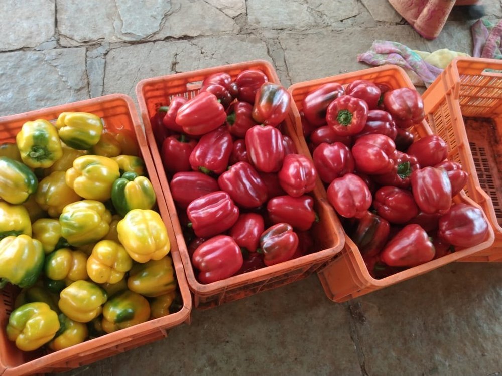 SAMBHA AGRO Indra Red Yellow Capsicum Vegetable, Maharashtra, Packaging Size: 10 kg