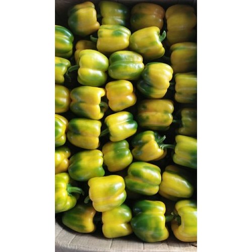 Fresh Yellow Capsicum, Pan India