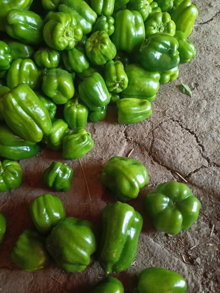 A Grade Fresh Green Capsicum, Maharashtra, Packaging Size: 10 Kg