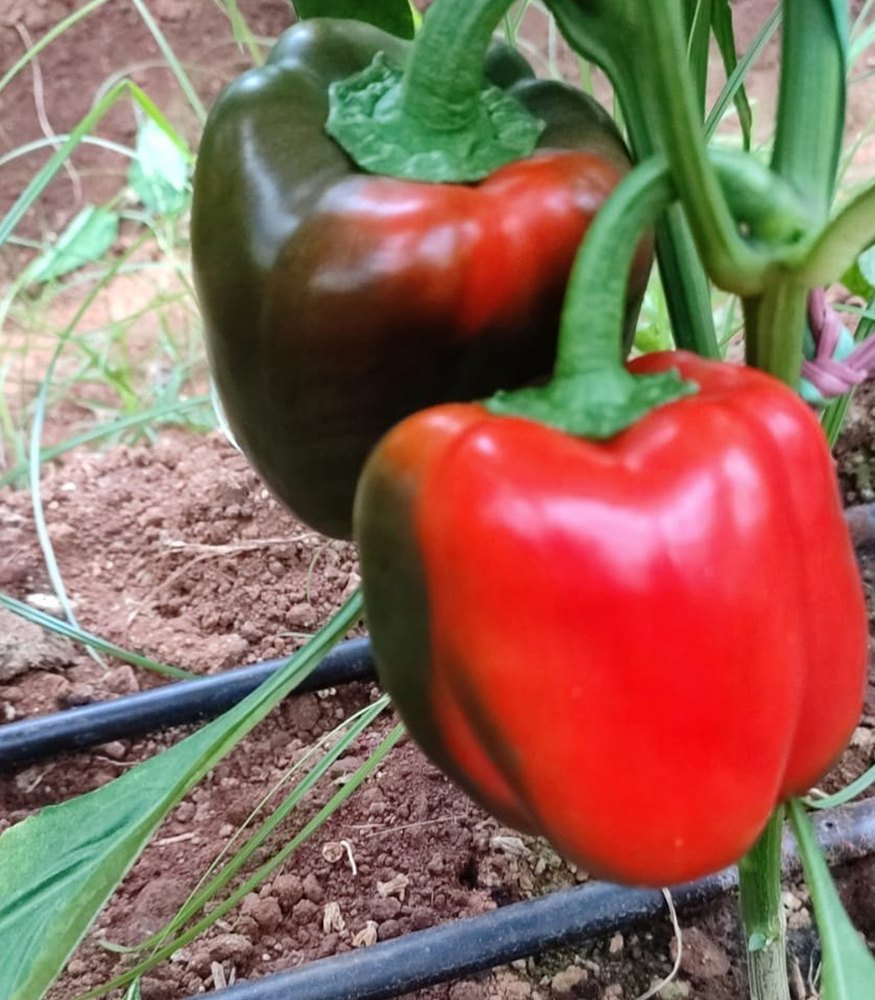 A Grade Red Organic Capsicum, For Cooking, Maharashtra