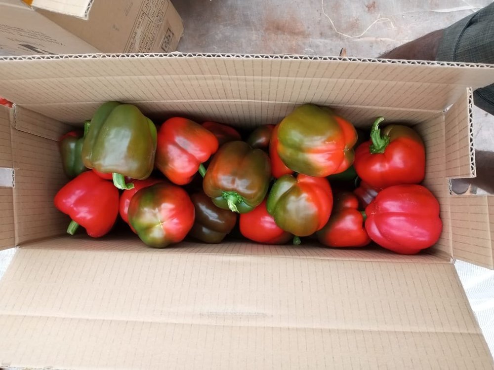A Grade Red Capsicum Bell Pepper, Packaging Type: Carton, Packaging Size: 10 Kg