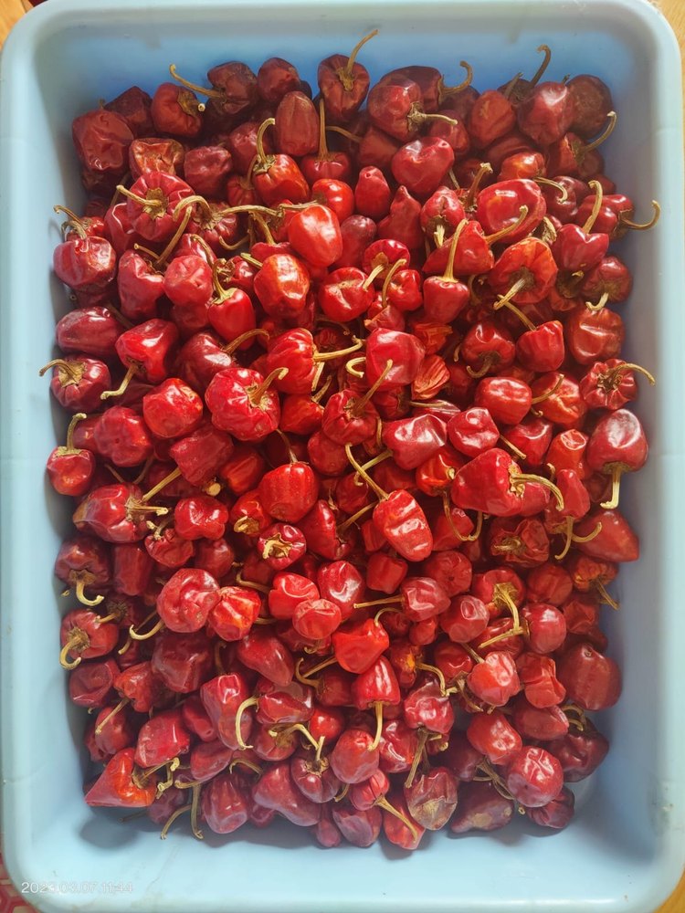 A Grade Gi Tag Producs MUNDU CHILLI-ORGANIC, For Cooking, Packaging Size: 1-kg