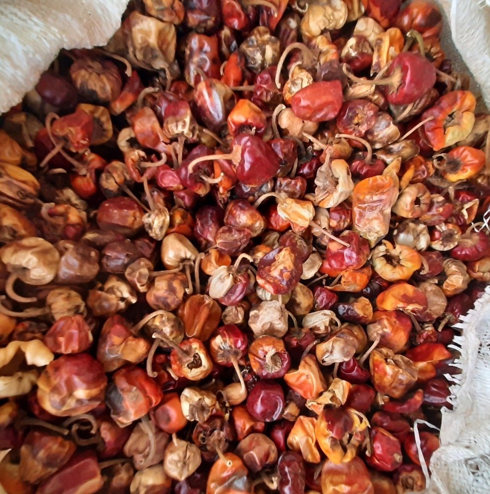 C Grade Mundu Fatki Chilli