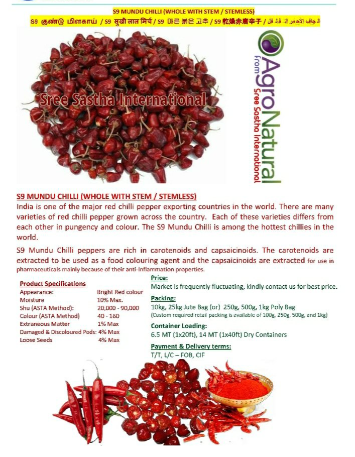 Sastha A Grade Mundu Chilli, For Masala, From Tamil Nadu