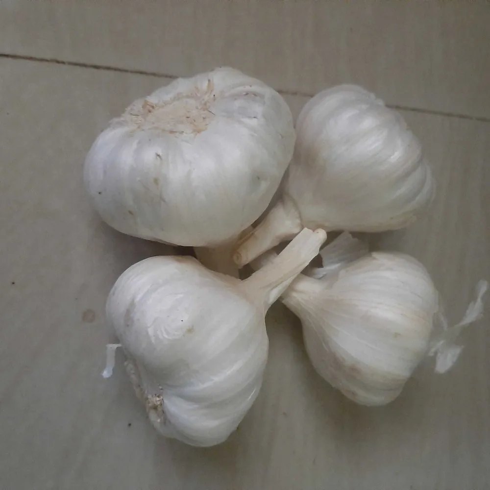B Grade Pan India White Fresh Garlic, Packaging Type: Net Bag