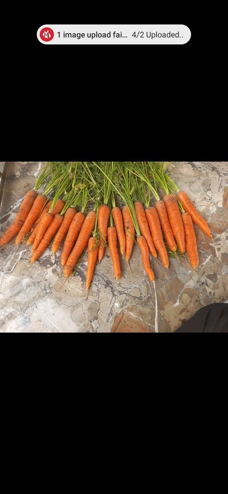 A Grade Pan India Carrot Fresh, Packaging Type: Net Bag, Packaging Size: 60 Kg