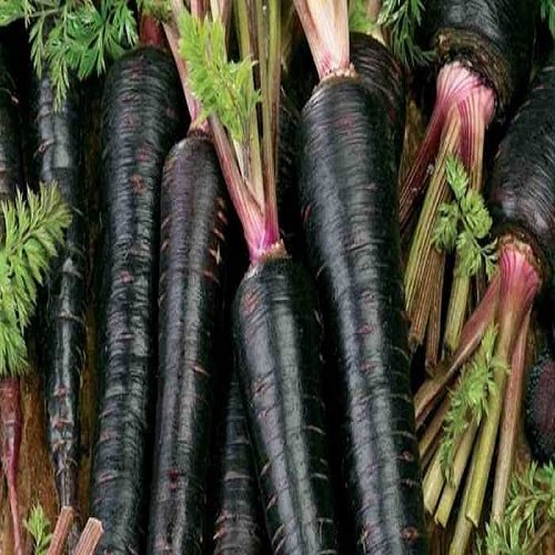 A Grade Pan India Black Carrot, Packaging Type: Net Bag, Packaging Size: 20 Kg