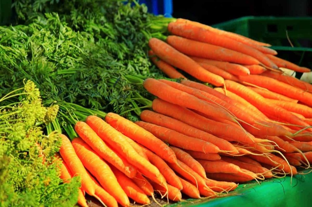 A Grade Fresh Red Carrot, Packaging Type: Loose