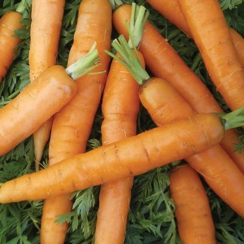 Baby Carrot, Packaging: Plastic or Polythene Bag