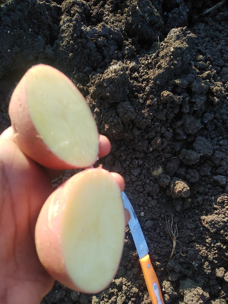 Red A Grade Chips Lr Potato, Packaging Size: 55kg