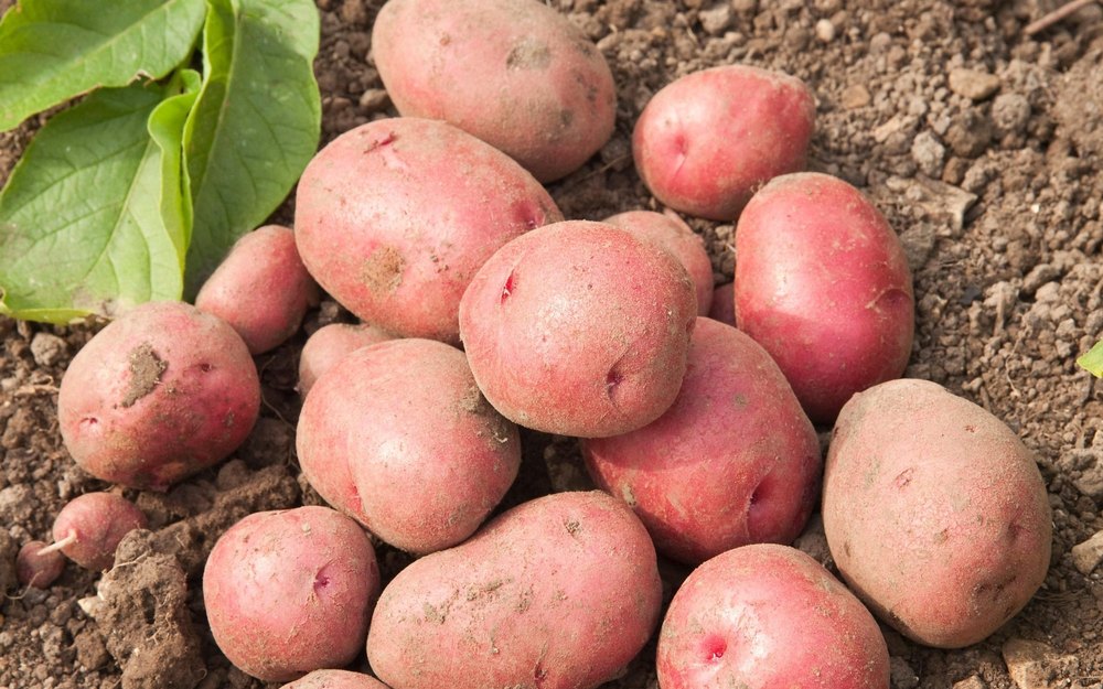 Cold Storage B Grade Red Potato, Loose