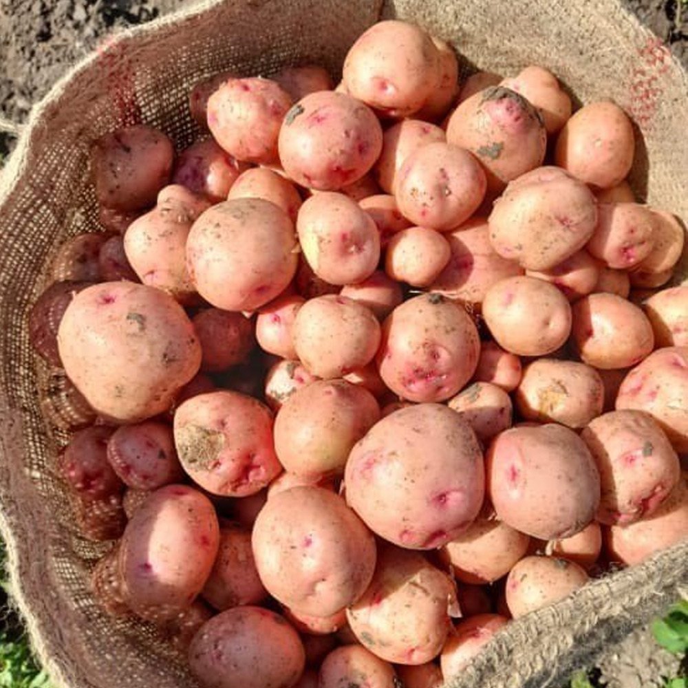 Uttar Pradesh Grade A Red Potato, Packaging Type: Loose