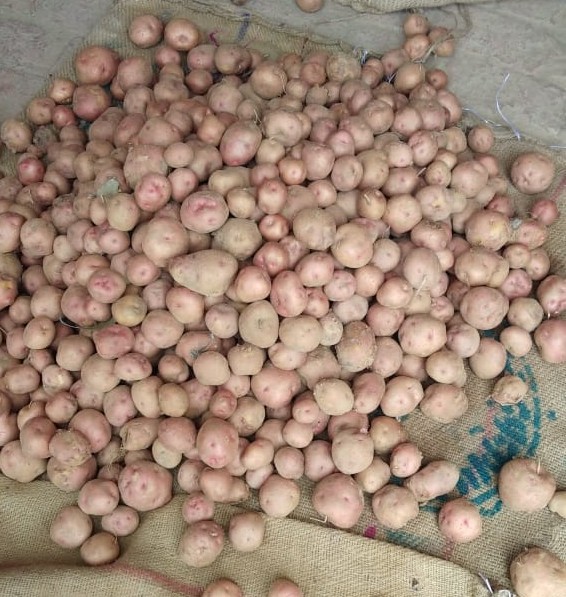 Red Potato, Pack Size (Kilogram): 40 Kg, Packaging Type: Jute Bag