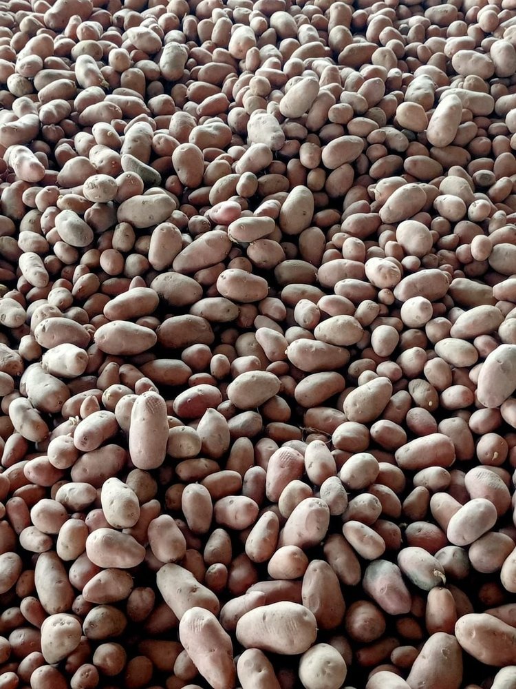 Red A Grade New Holland Potato, Gunny Bag, Packaging Size: 50 kgs