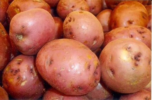 Red Potatoes