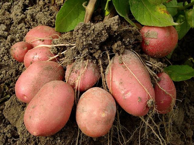 A Grade West bengal Frash Red potato, Packaging Type: Net Bag, Packaging Size: 50 Kg
