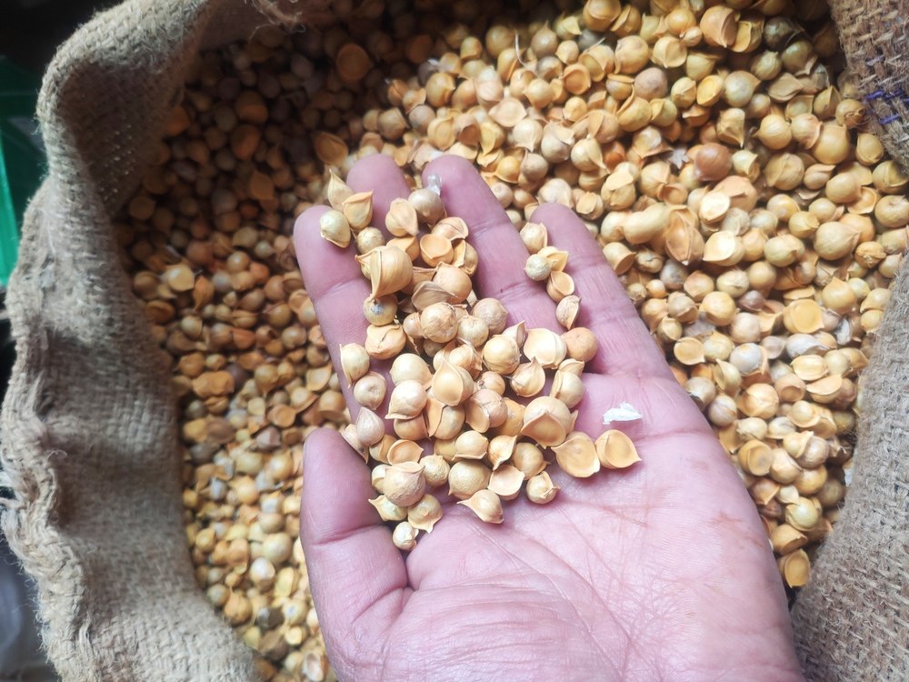 Kashmiri Lahsun Snow Mountain Garlic