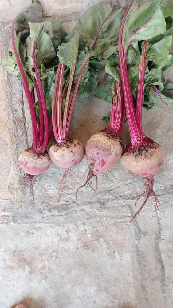 A Grade Maharashtra Fresh Red Beetroot, Packaging Type: Gunny Bag, Packaging Size: 50 Kg