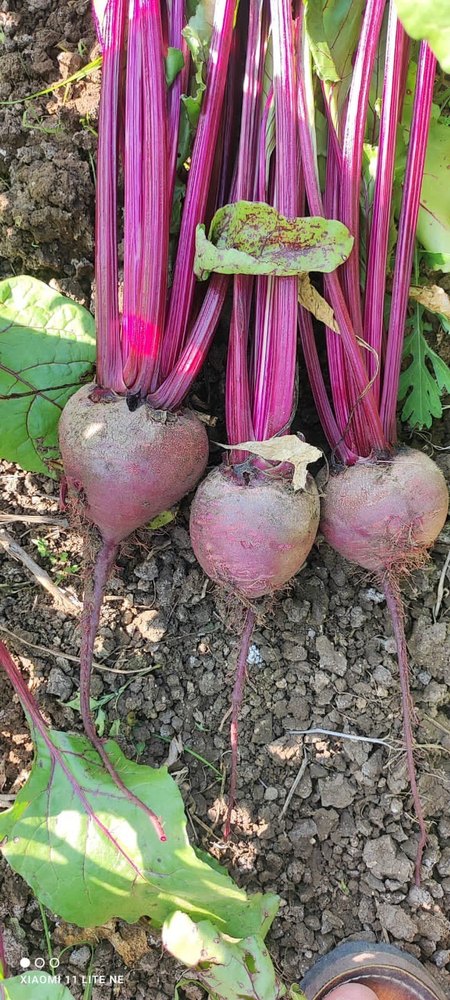 Radish A Grade Beetroot Fresh, Packaging Type: Net Bag, Packaging Size: 65