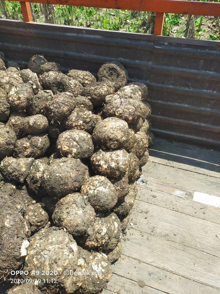 A Grade Pan India Elephant Yam, Packaging Type: Carton, Packaging Size: 5 Kg