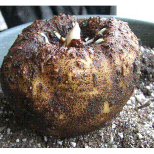 Amorphophallus Campanulatus - Suran Extract