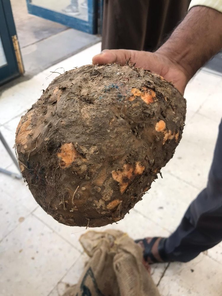 A Grade Elephant Yam (Suran), Packaging Size: 10kg, Packaging Type: 10 Kg Jute Bag