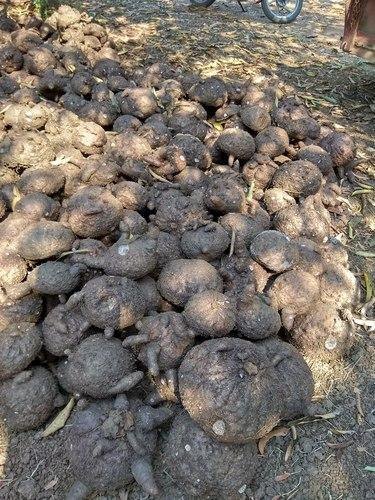 Yam Seed, Carton Box, 20 Kg
