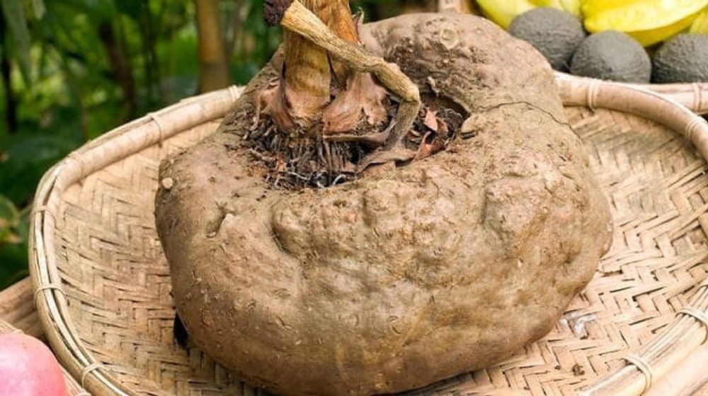 A Grade Fresh Elephant Yam For Export Purpose, Packaging Size Available: 20 Kg, Pesticide Free (for Raw Products)