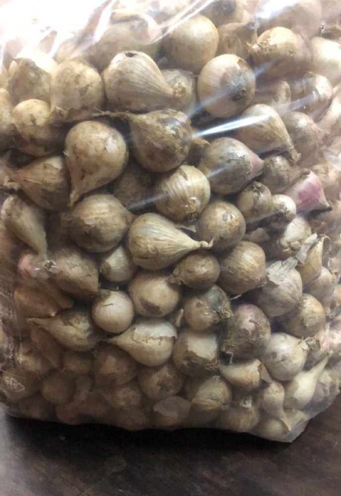 A Grade Single Clove Fresh Garlic, Packaging Type: Loose