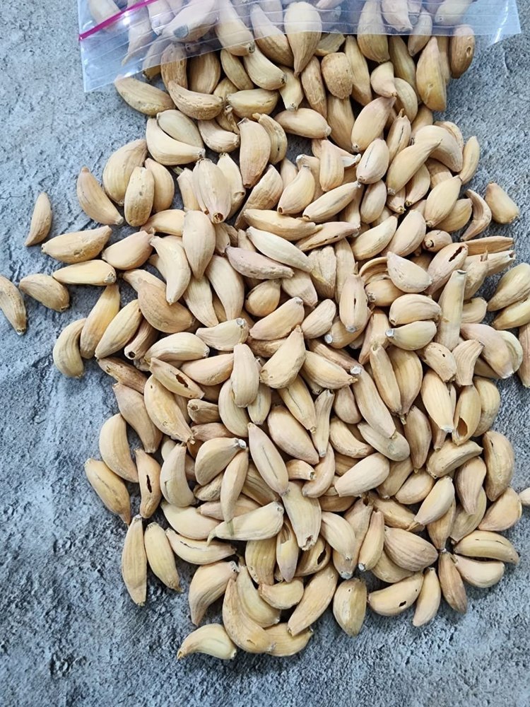 Dehydrated Garlic Cloves, Gujarat, Packaging Size: 25kg