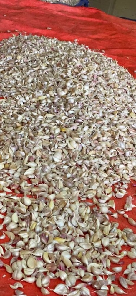 Pan India A Grade Off White Unpeeled Garlic Cloves, Packaging Type: Loose