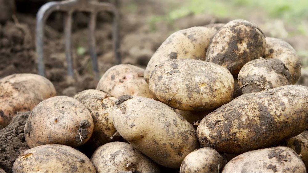 Sweet Potatoes A Grade Fresh Sugar Free Potato, Packaging Type: Loose