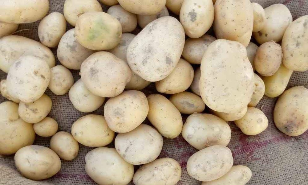 Brown B Grade Small Size chipsona Fresh Sugar Free Potato