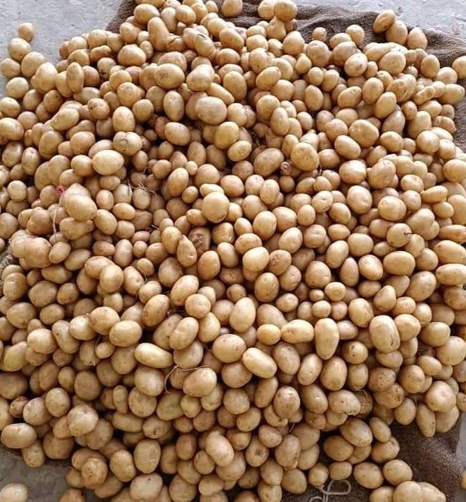 Brown A Grade Fresh Potato, Gunny Bag, Packaging Size: 50kg