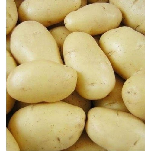 A Grade Gujarat Sugar Free Potato