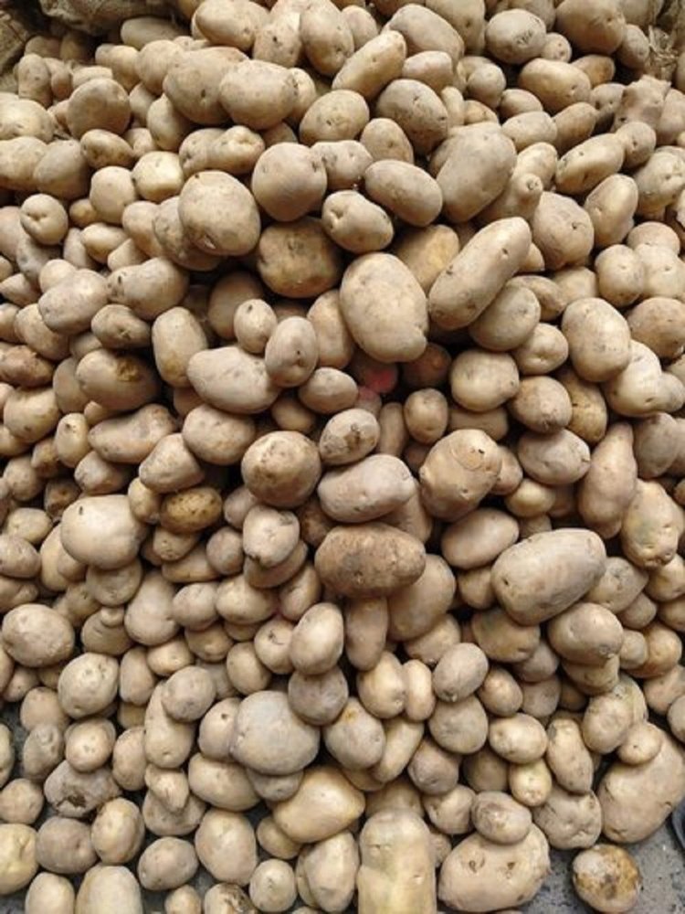 Brown A Grade Fresh Potato Kodaikanal, Carton, Packaging Size: Loose