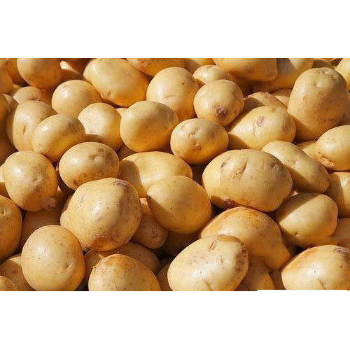Sugar Free Chipsona Potato, Packaging Type: Gunny Bag