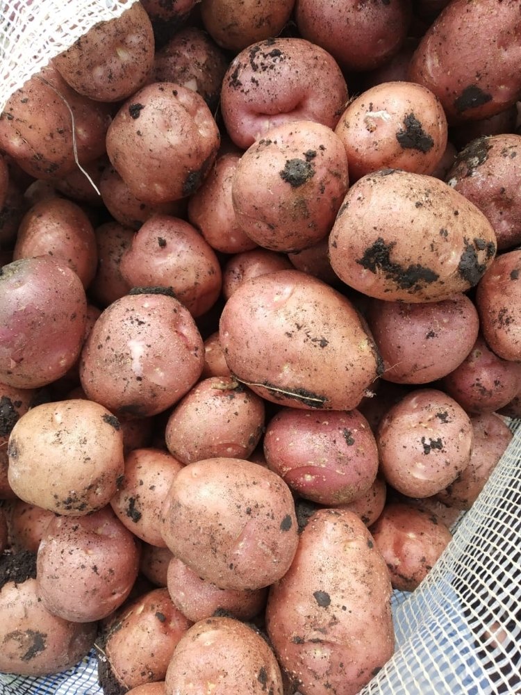 Brown A Grade Sugar Free Potato, Packaging Size: 40 Kg