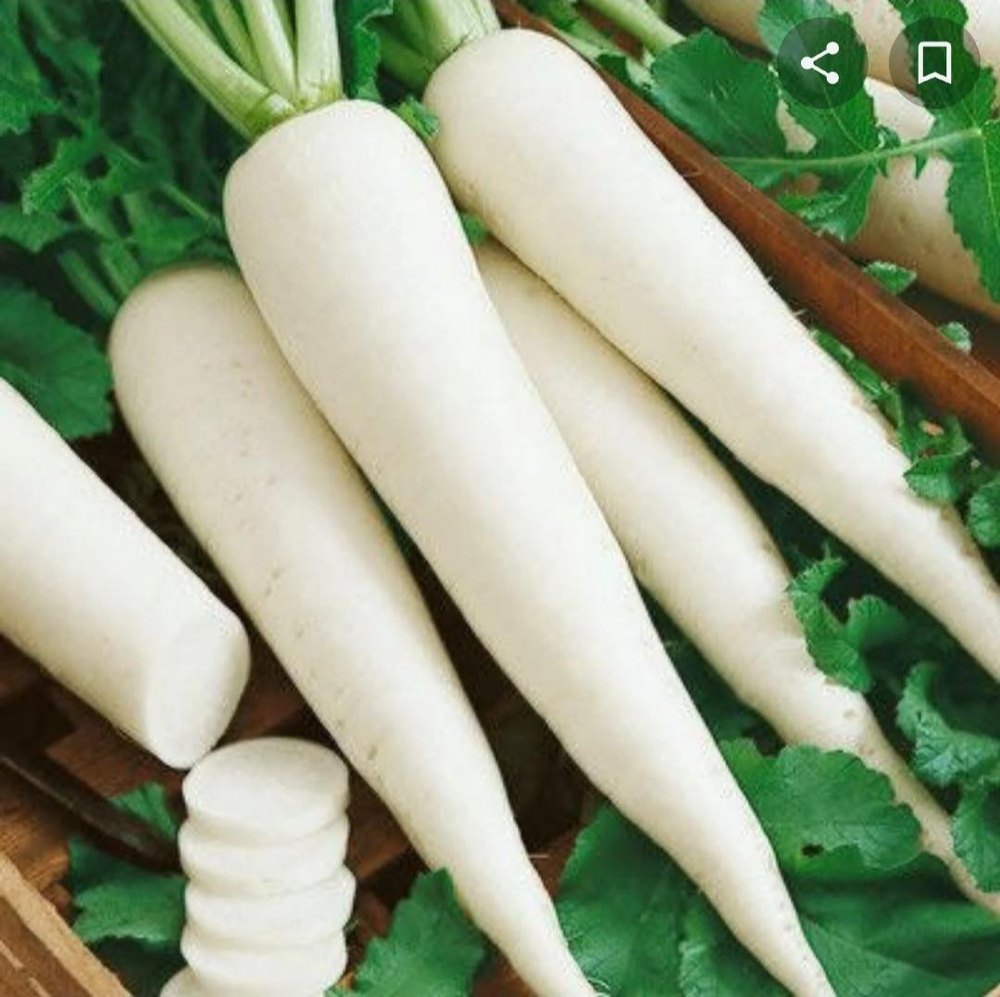 A Grade Maharashtra Fresh White Radish, Packaging Type: Carton, Packaging Size: 20 Kg