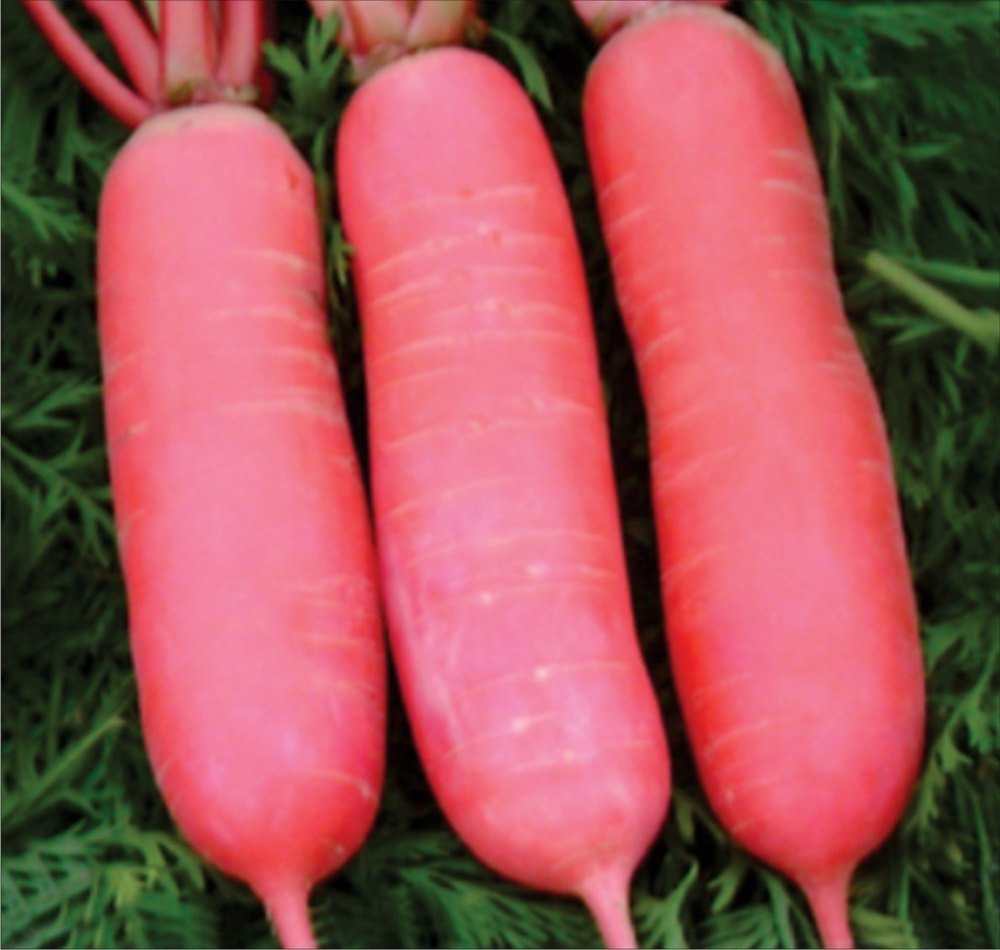 Radish Chinese pink Special, Packaging Type: packet, Packaging Size: 50 gm